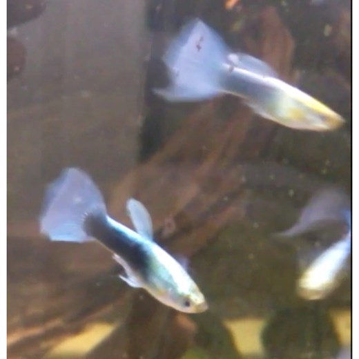 Guppy metallic blue neon